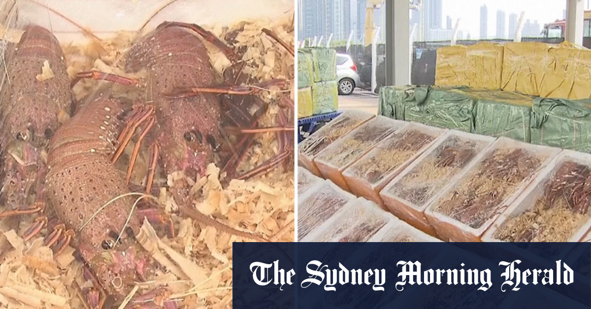 Video Haul of illegal lobsters linked to Australia seized by Hong Kong