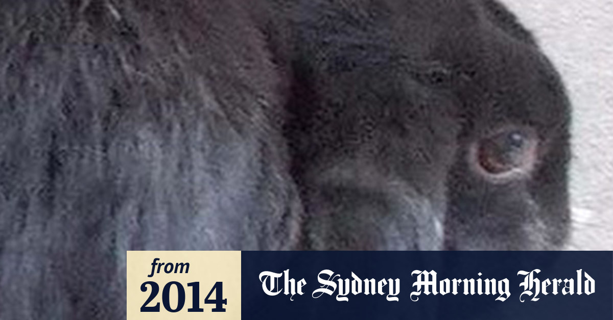 Video: Pet rabbit decapitated