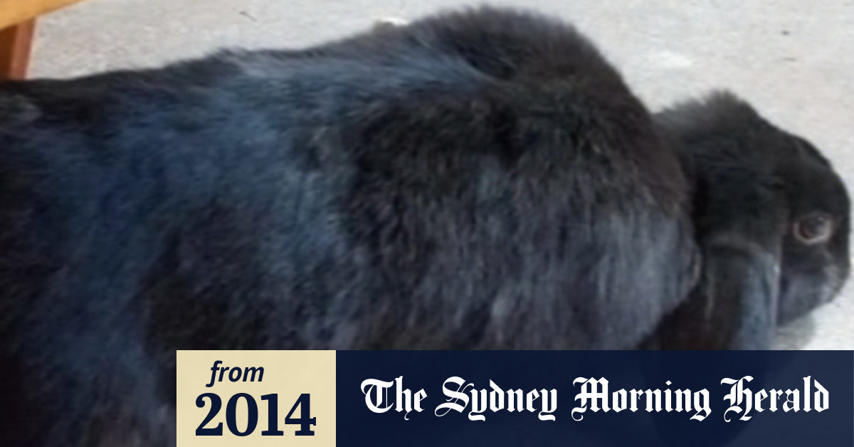Video: Decapitated rabbit in Melbourne kindergarten