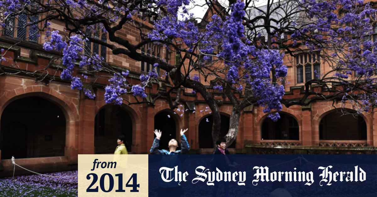 University Of Sydney Clones Iconic Quadrangle Jacaranda Tree