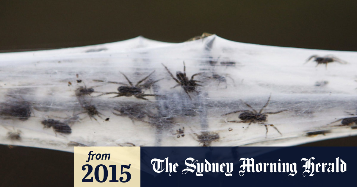 Raining spiders in Goulburn? Entirely possible, scientist says