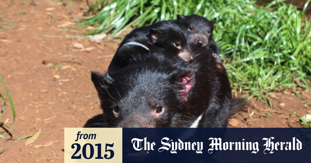 Island Hop Experts Call For Release Of Tasmanian Devils On Mainland To Save The Species