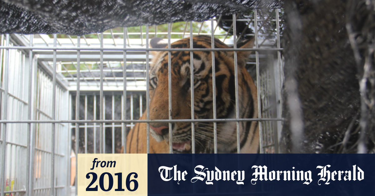 Chaos, Questions Surround Temple as Tigers Seized