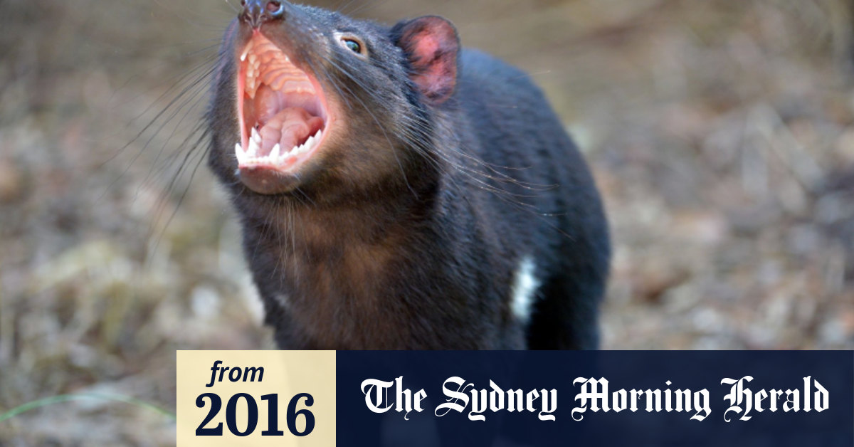 Genomes could help save Tasmanian devils