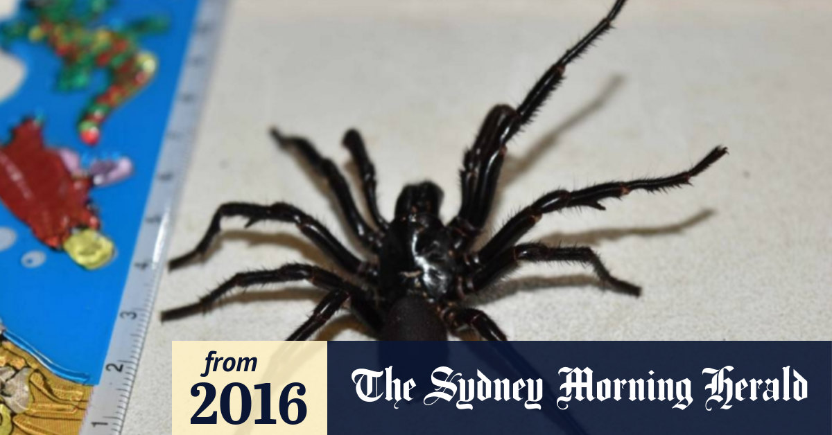 www.smh.com.au