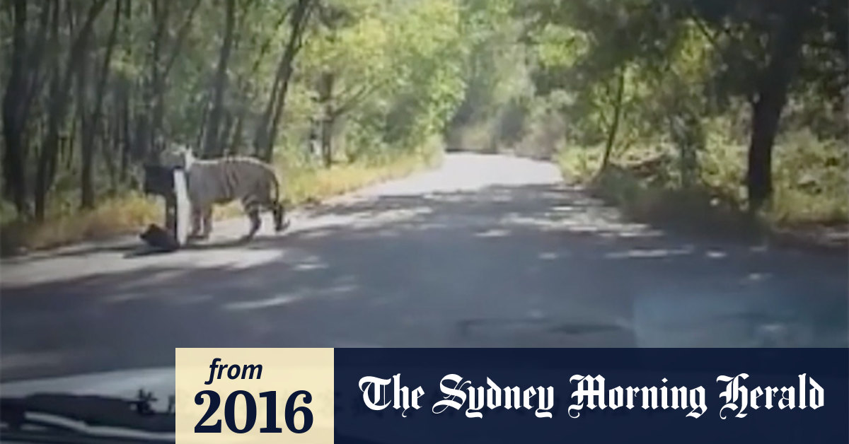 Video: Tiger rips off car bumper