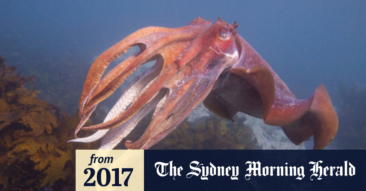 sydney morning herald