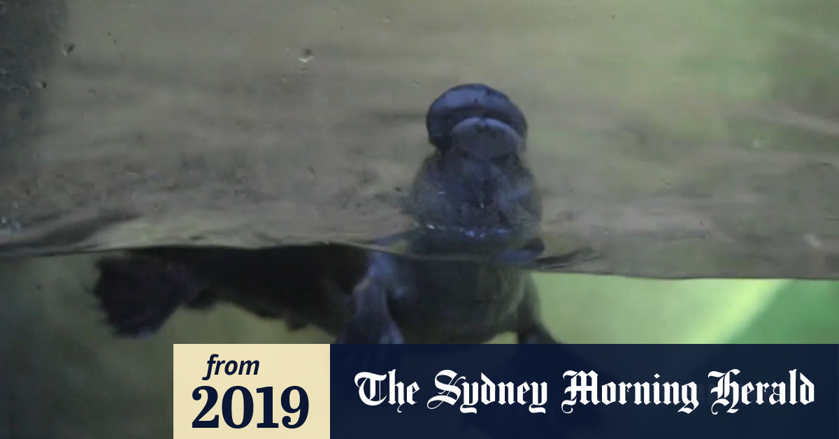Video: Platypuses makes US debut