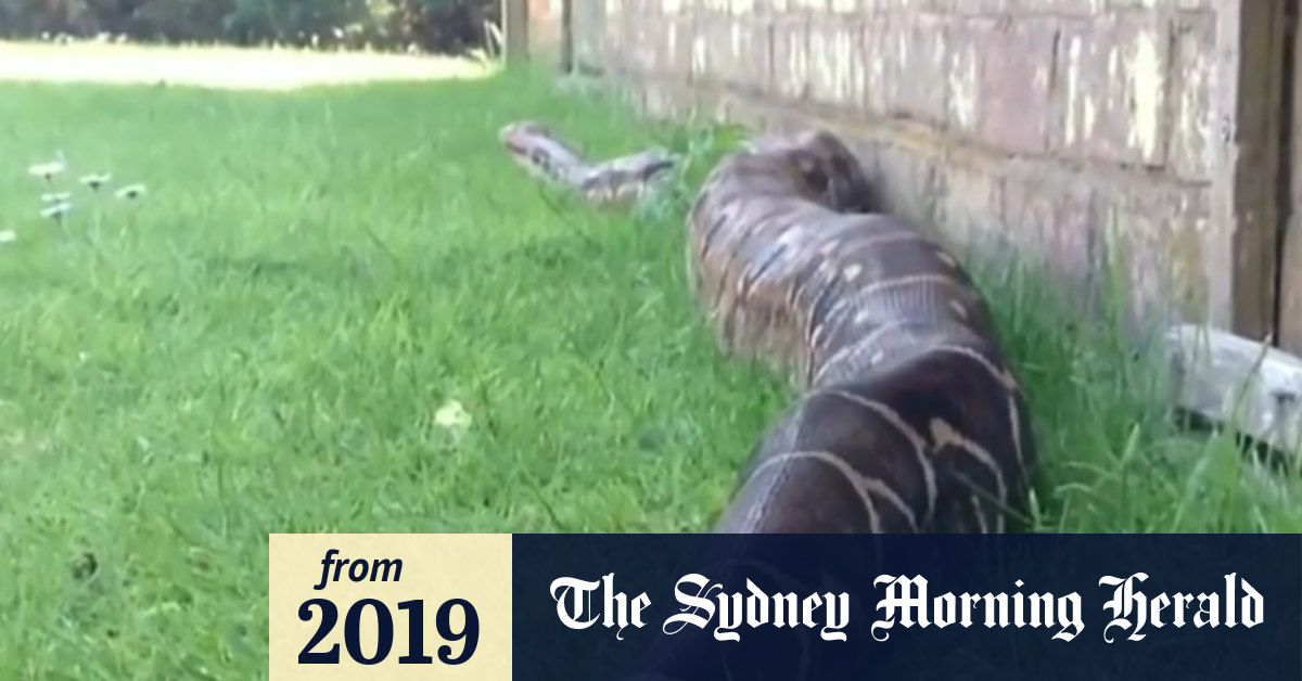 Video: Giant snake on the loose in western Sydney