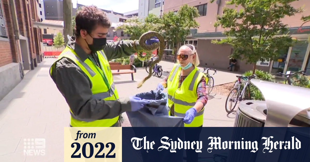 Video: Diamond python found in Sydney bin