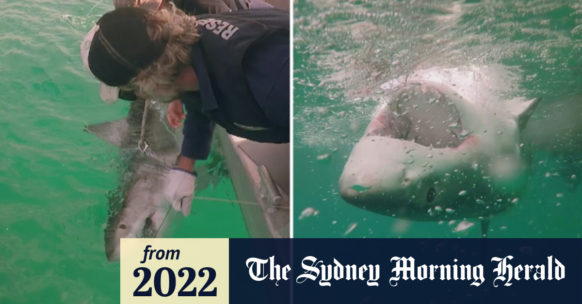 Video: Number of shark sightings rising across NSW