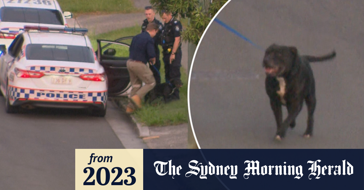 Video: Young girl hospitalised after Queensland dog attack