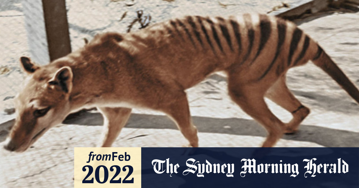Video: DNA development sparks fresh hope Tasmanian Tiger could be ...