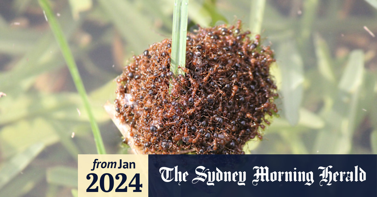 Video: Fire ants rafting in water after heavy rain