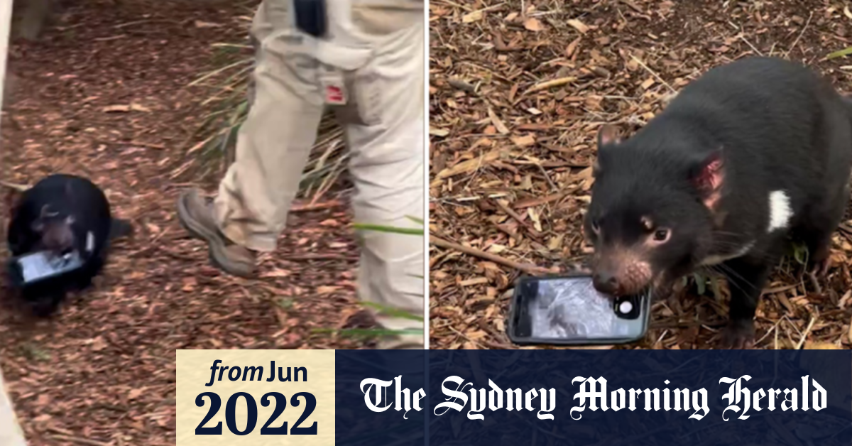 Video: Tasmanian devil runs away with woman's phone
