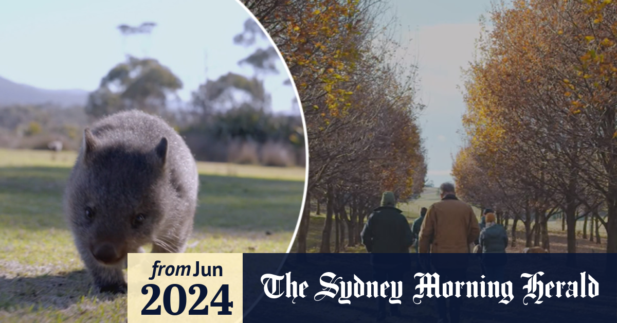 Video: Tasmania hiring 'wombat walker' in bid to attract tourists