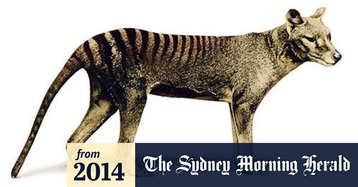 Tasmanian Tiger S Cousin A More Fearsome Killer