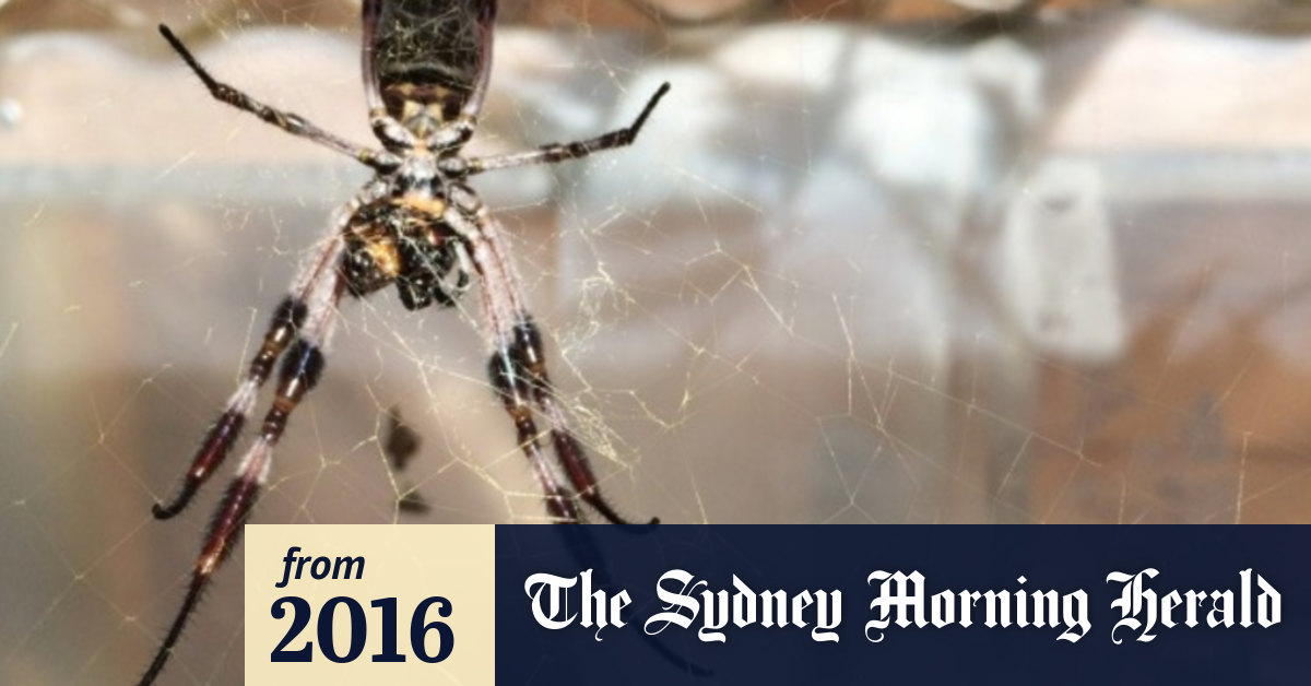 Australian Golden Orb Spider Blows Across Tasman To Land In New