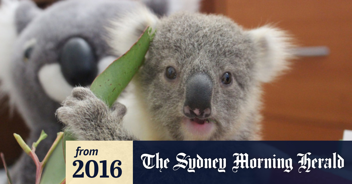 Baby Koala S New Home Comes With Teddy Bears To Cuddle