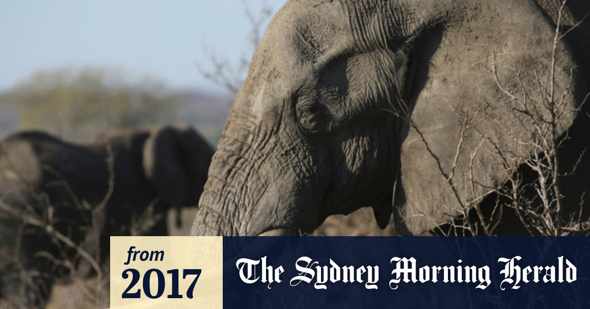 Elephant
