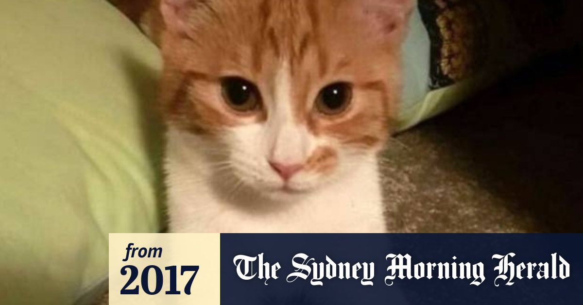 Cat Memes 2020 That Will Made Your Day 1000 Batter Kitten Vs Puppy