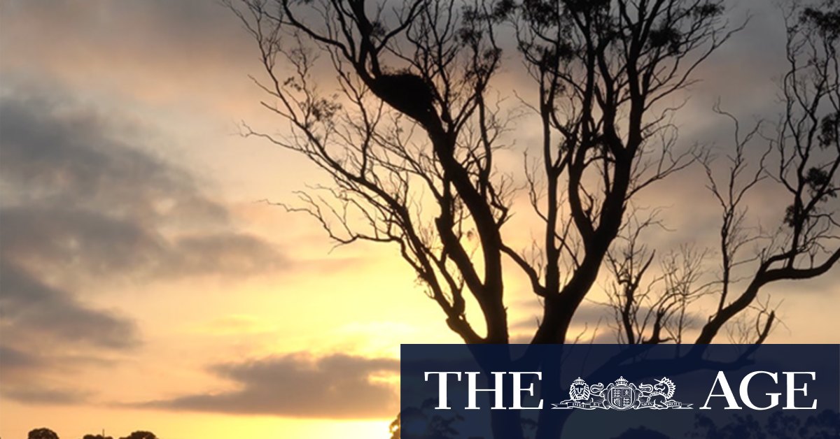 Video The Boon Wurrung Tree