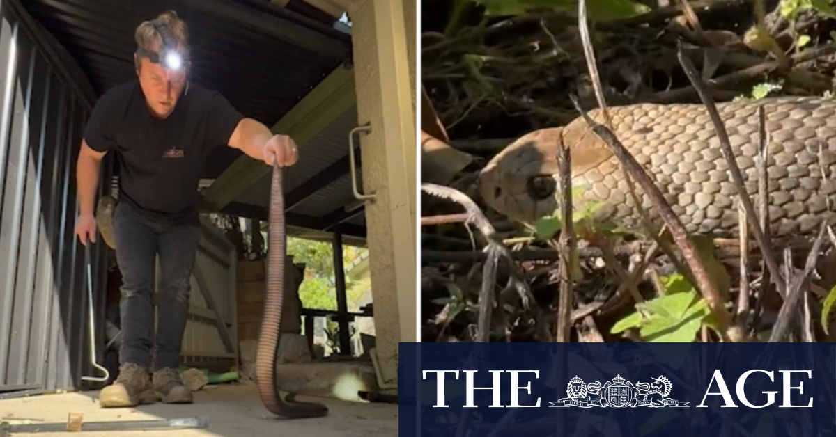 Video Warm weather brings early spike in snake activity