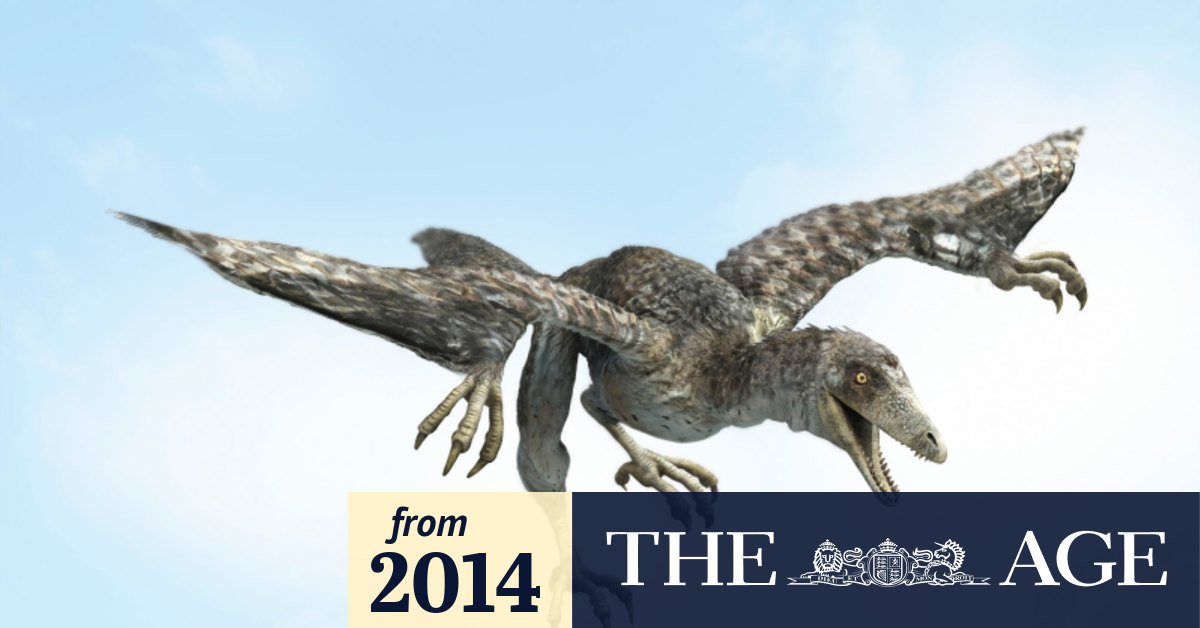 Feathered dinosaur changyuraptor yangi sheds new light on flight