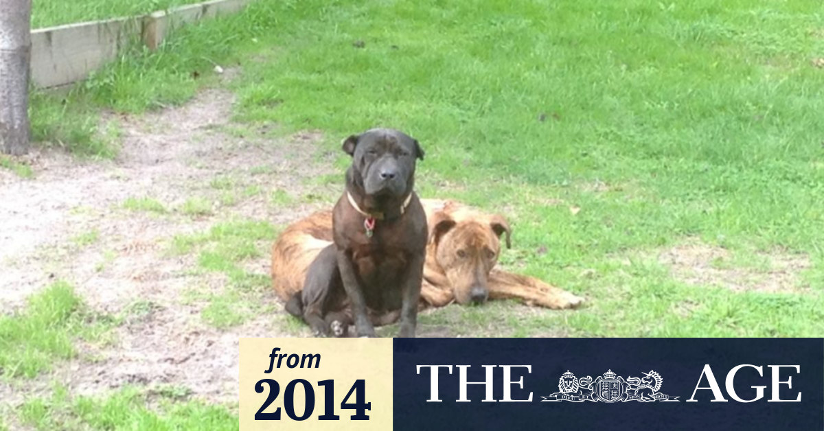 animals on death row near me