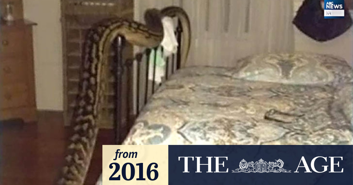 Video: Giant python in the bedroom