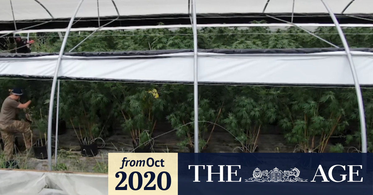 Video: $40m worth of cannabis seized in one of Australia's ...