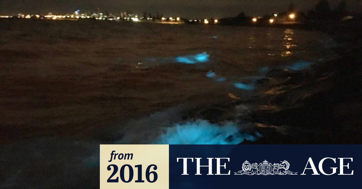 Algae Puts On Spectacular Light Show In Bay