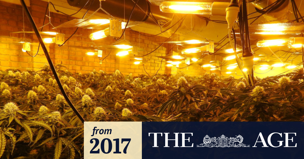How Victoria Became Australia S Pot Capital