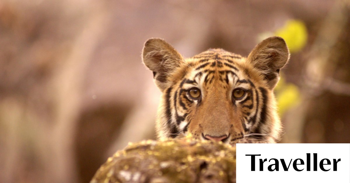 India safari: In search of the Bengal tiger