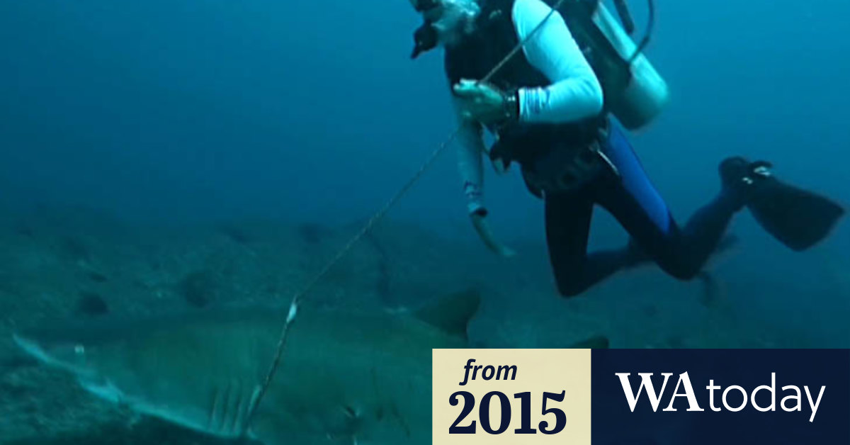 Video: How to lasso a shark