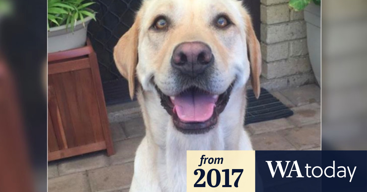 Animal Lover Avoids Jail For Fatal Stabbing Of Luna The Labrador