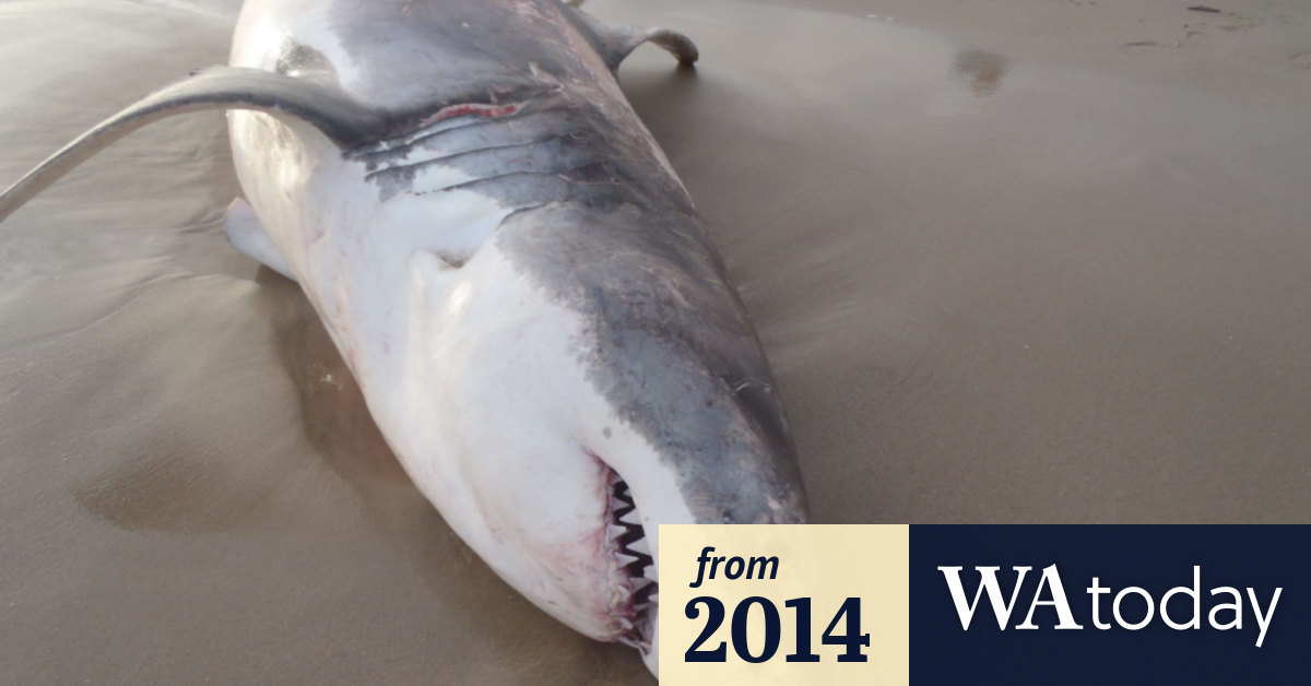 Shark death investigated as video goes viral
