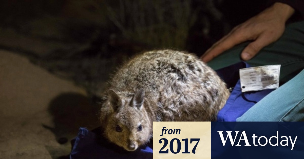Rare Wallabies Hop Back Into Wa Protected By A Feral Cat Proof Fence