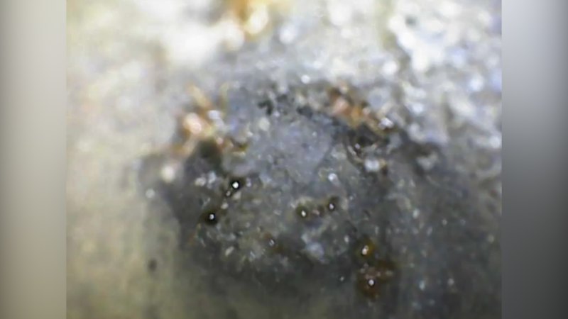 Fire ants have been found in Sydney
