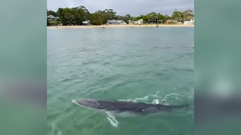 Minke whale at Bundeena