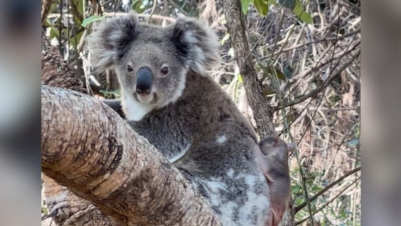 Queensland bloke carries stranded koala to safety
