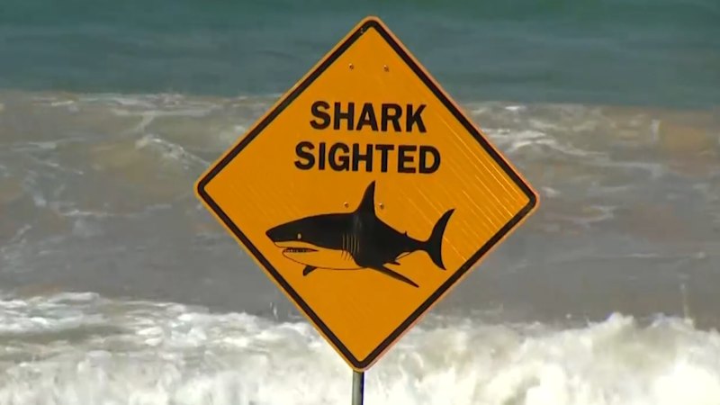Beaches closed after shark sighting
