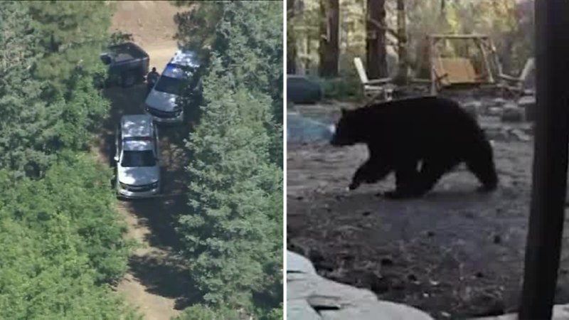 Adam ABD'de 'nadir' kışkırtılmamış ayı saldırısından sonra öldü