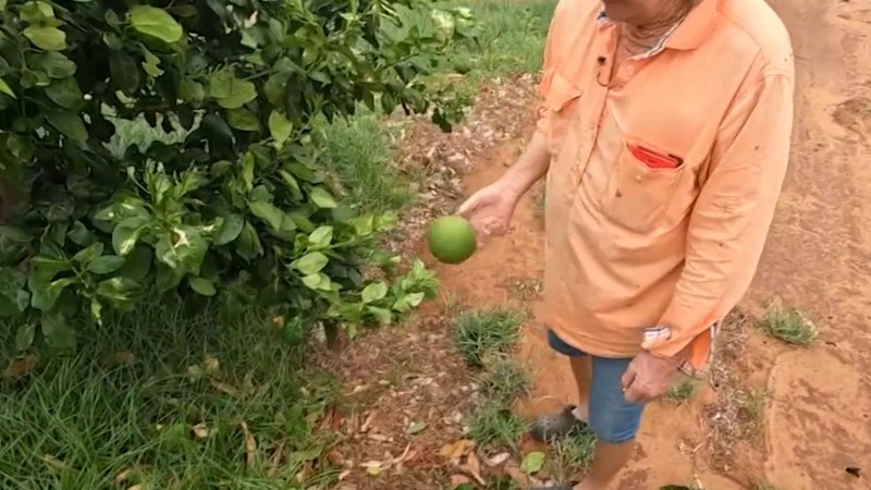 Price spike expected for WA fruit after cyclone