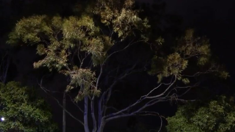 Severe winds impacting large parts of Victoria