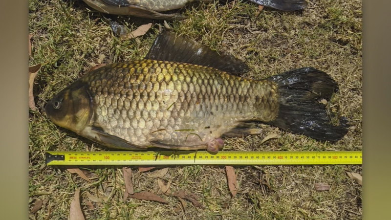 Giant goldfish caught in suburban WA lake