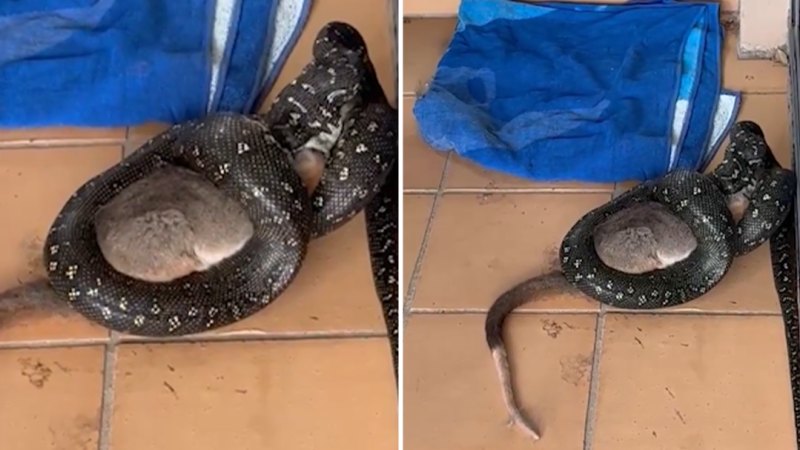 Snake caught devouring possum on balcony in Coogee