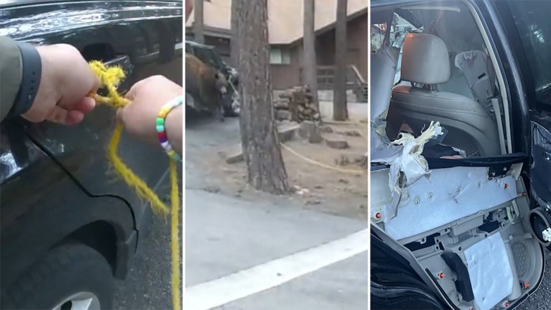 ABD Polisi arabada mahsur kalan ayıyı kurtardı