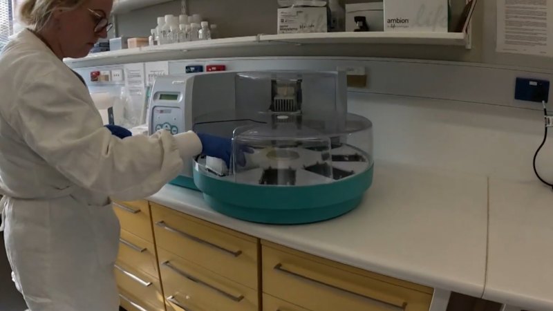 New vaccine to fight foot and mouth disease