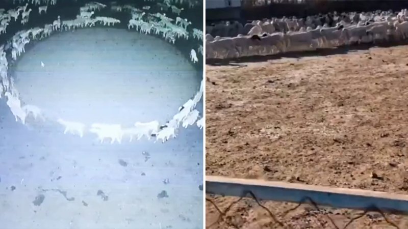 12 gün boyunca daireler çizerek yürüyen yüzlerce koyun yakalandı